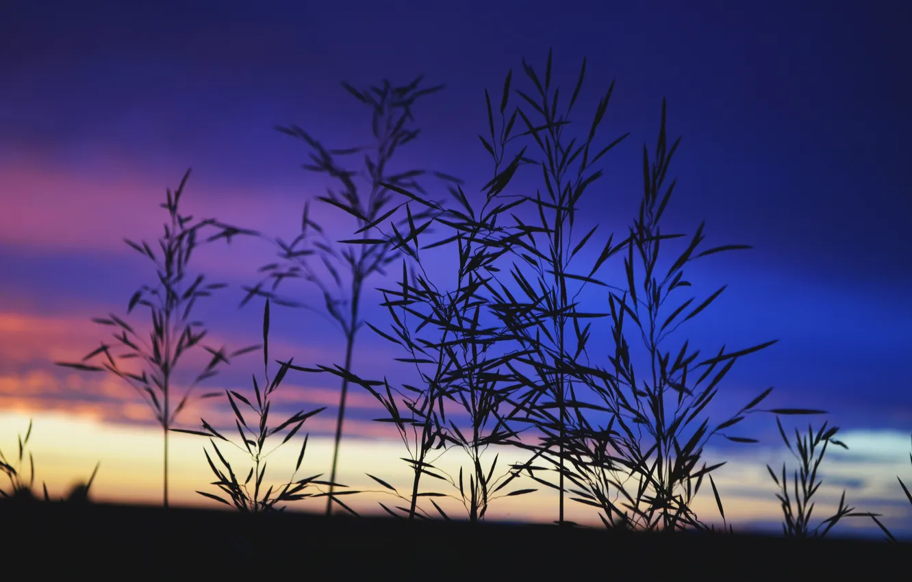 Фото обои небо, трава, закат, Макро, силуэт