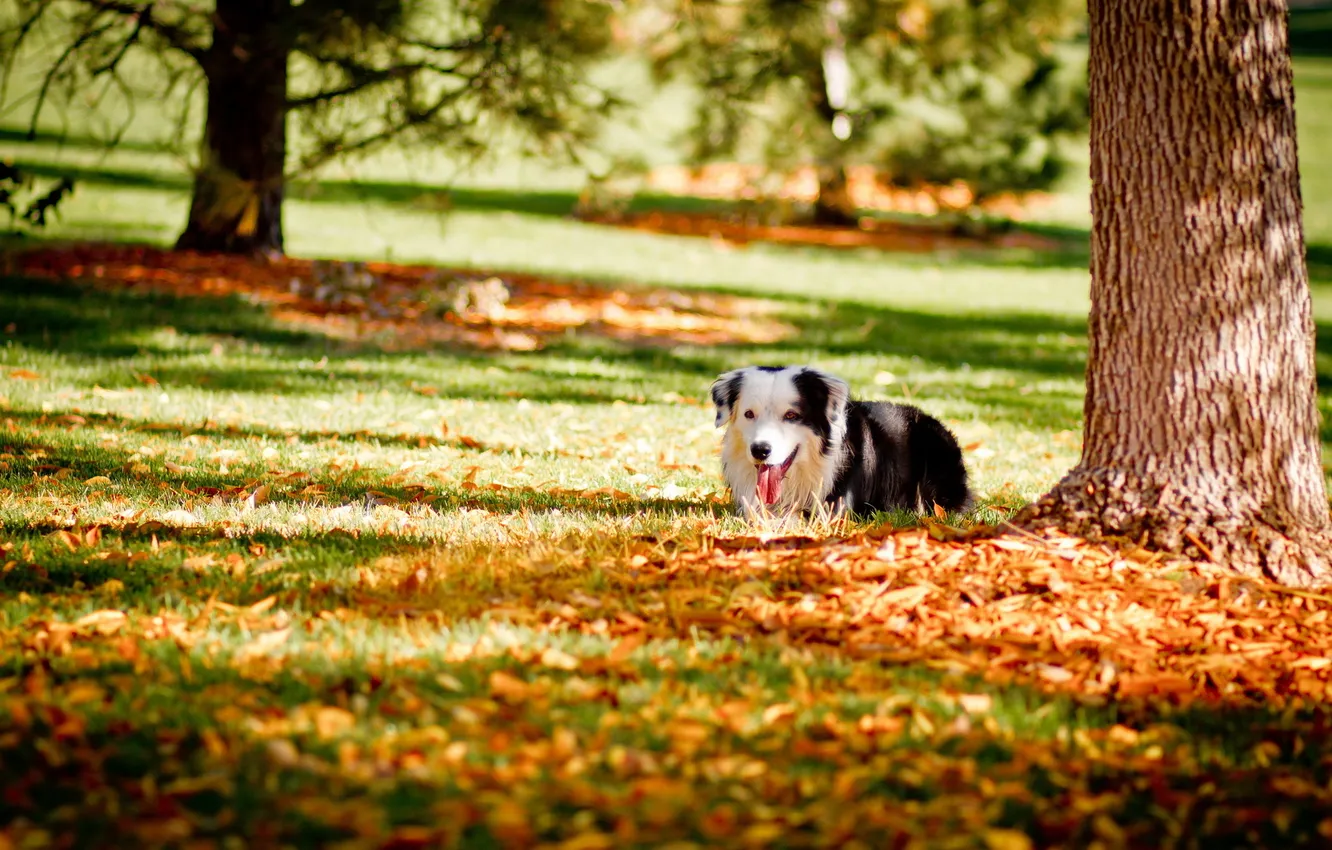 Фото обои осень, парк, друг, собака
