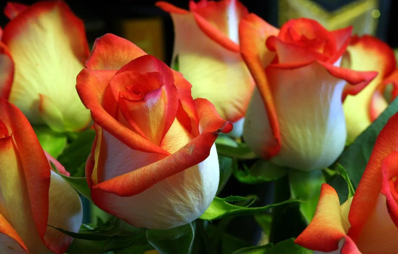 Фото обои розы, красота, бутоны