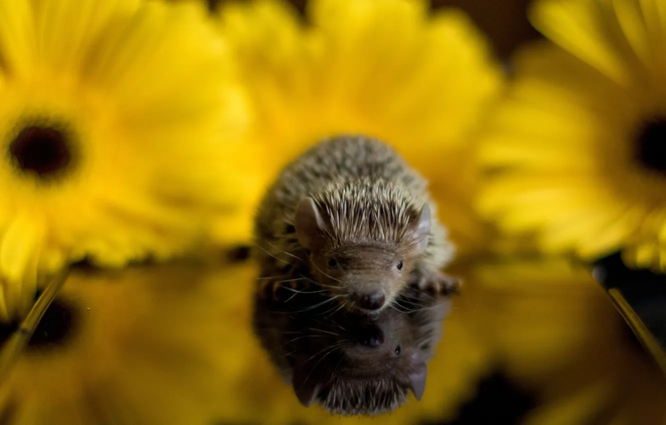Фото обои малыш, ёжик, кроха
