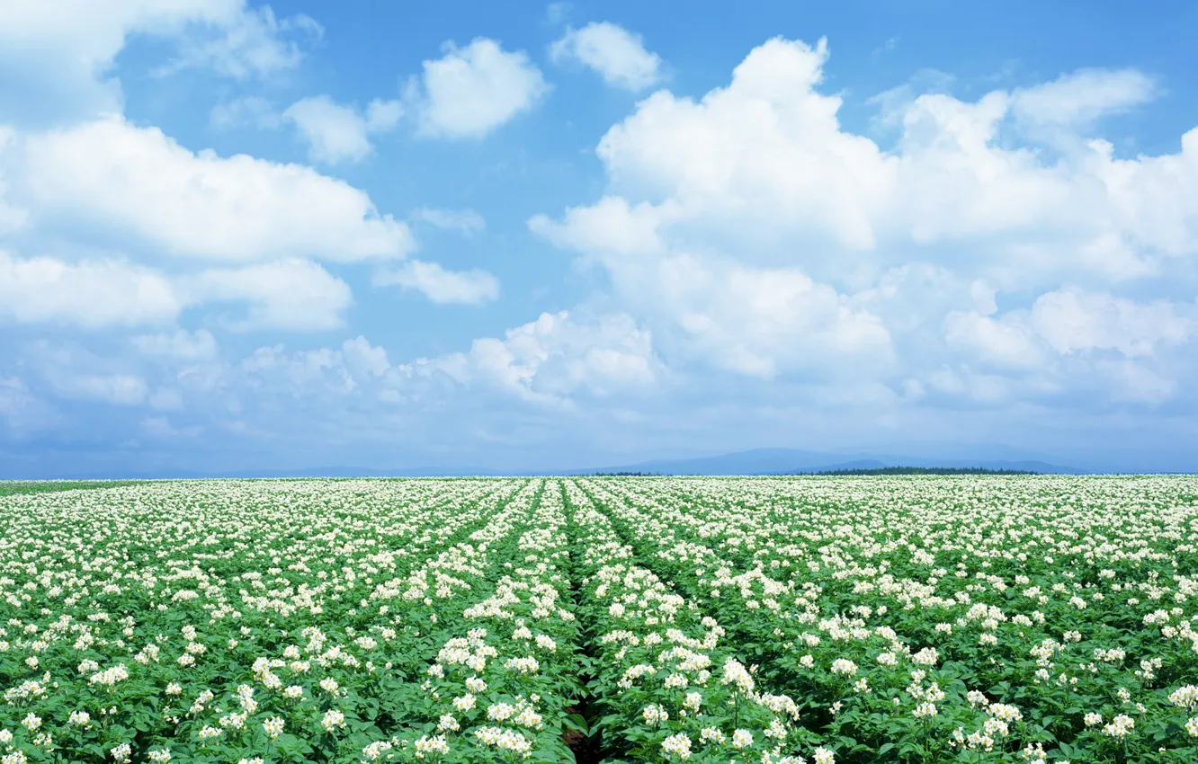 Фото обои Небо, Поле, Ромашки, Japan, Field, Chamomile