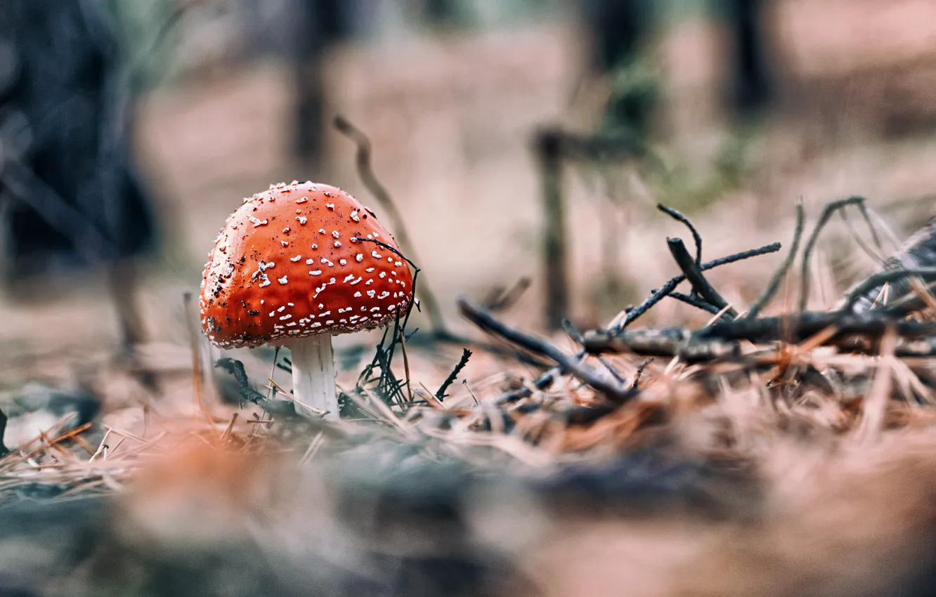 Фото обои осень, макро, ветки, природа, гриб, мухомор, хвоя