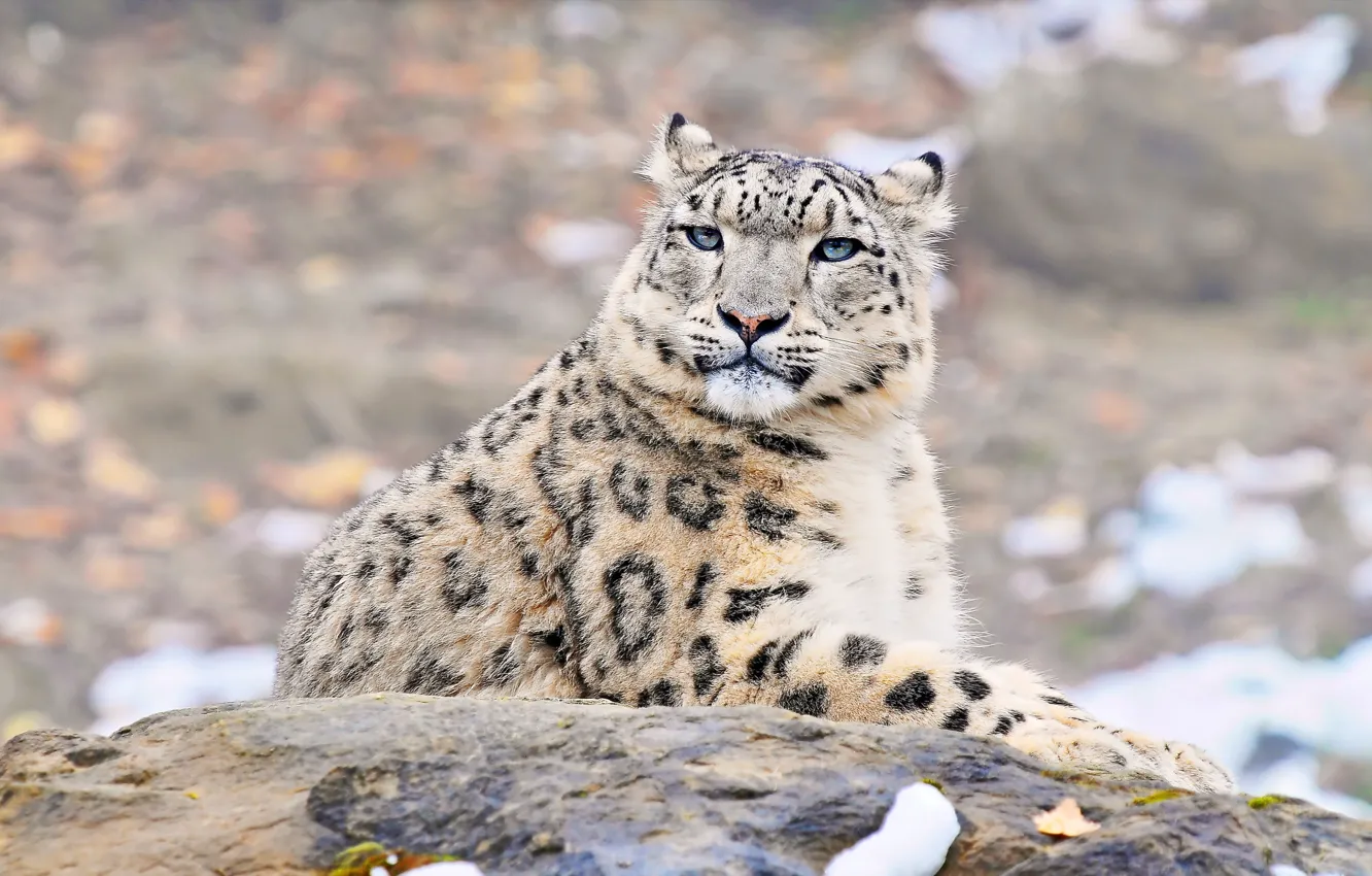 Фото обои взгляд, морда, хищник, ирбис, снежный барс, snow leopard, uncia uncia