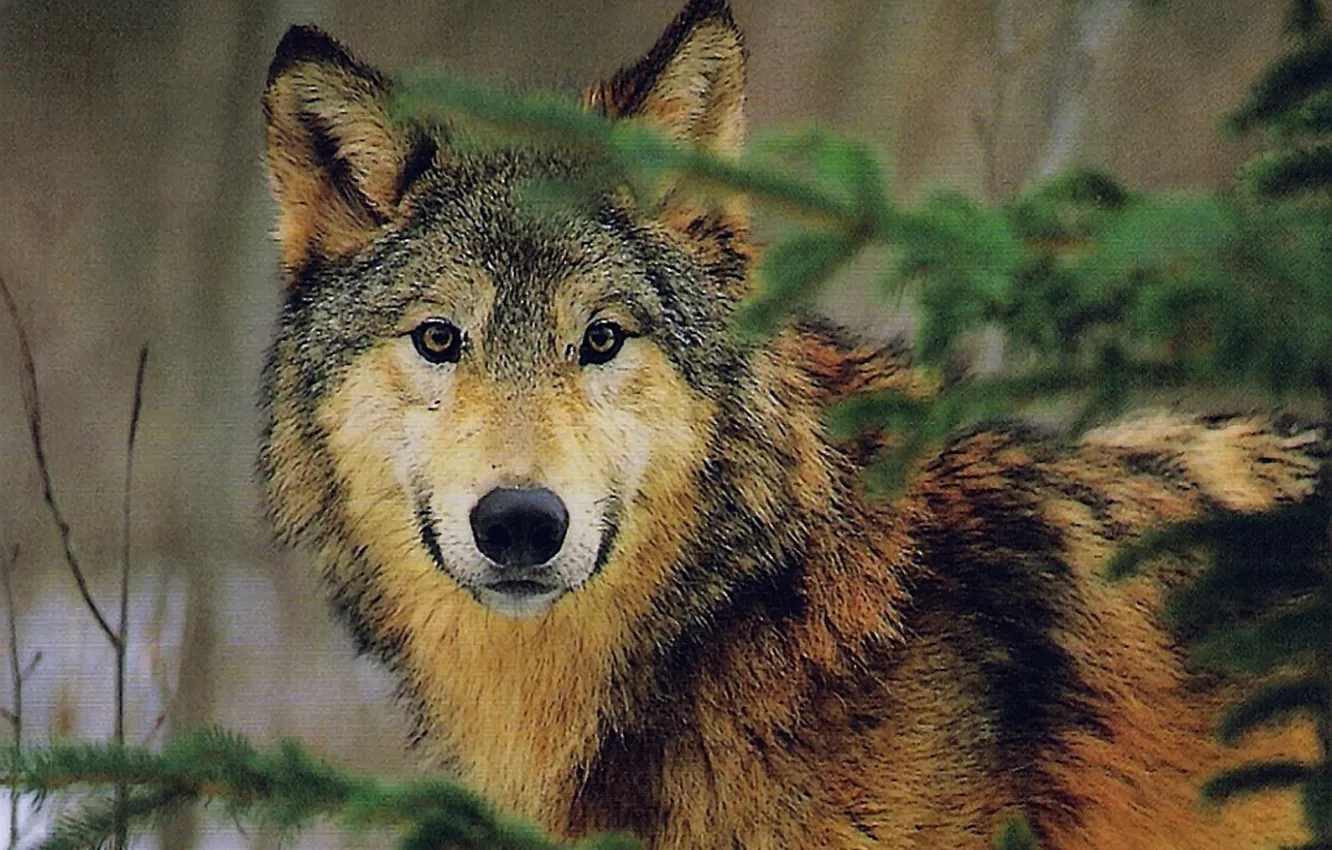 Фото обои Predator, nature, face, animal, wolf, canis lupus, wildlife, portrait