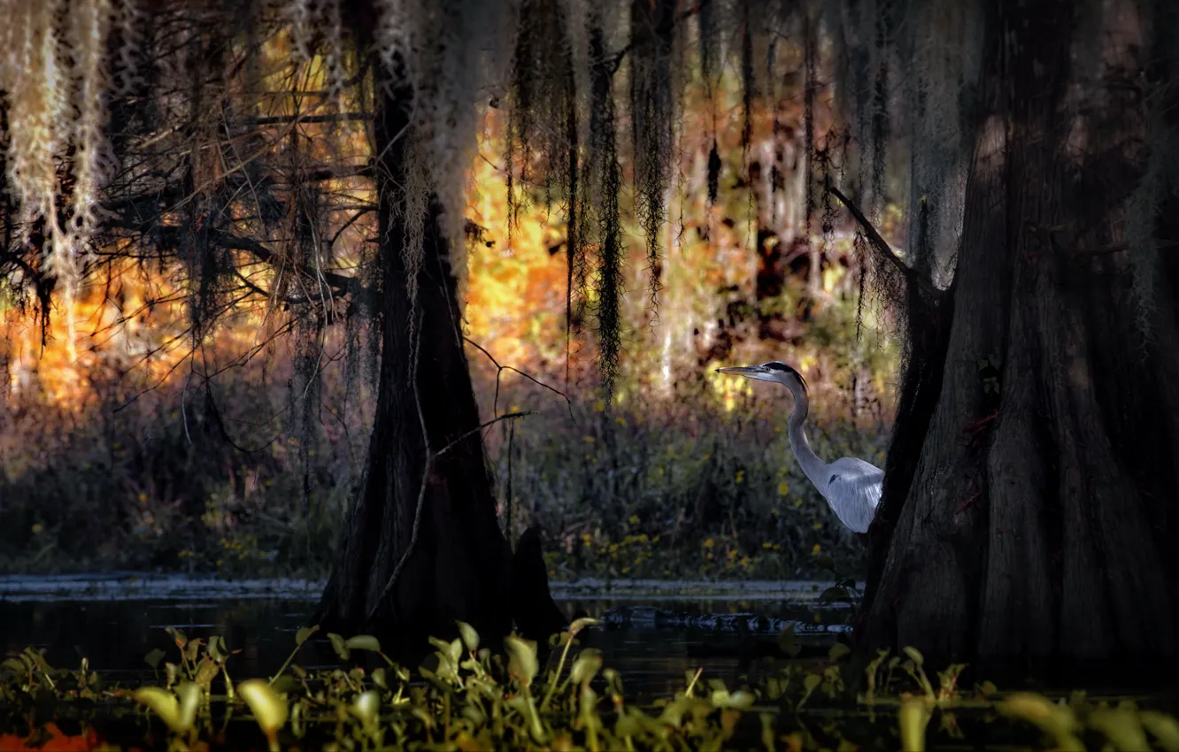Фото обои осень, вода, деревья, природа, птица, болото, США, кипарисы