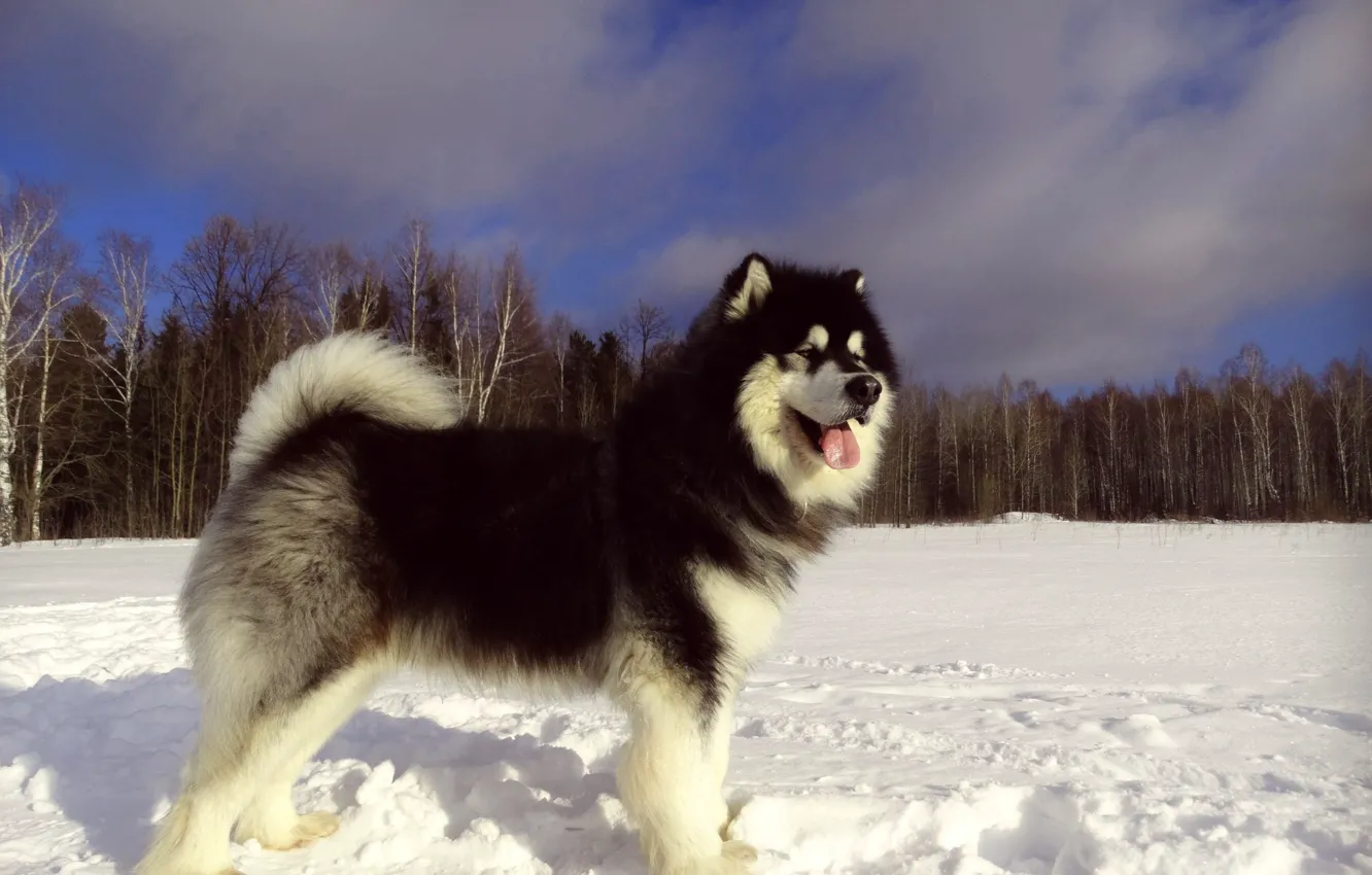 Фото обои зима, снег, собака, Аляскинский Маламут, Якут Маламутов, Снежная Карусель Джекпот, маламут Якут, северная ездовая собака
