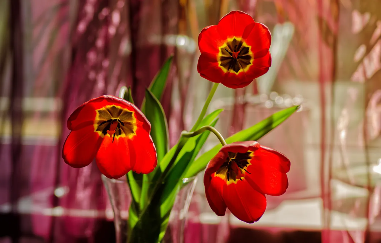 Фото обои лепестки, тюльпаны, ваза, трио, боке, красные тюльпаны
