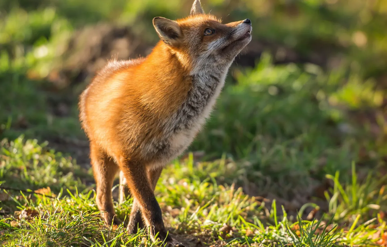 Фото обои лиса, рыжая, red fox, плутовка