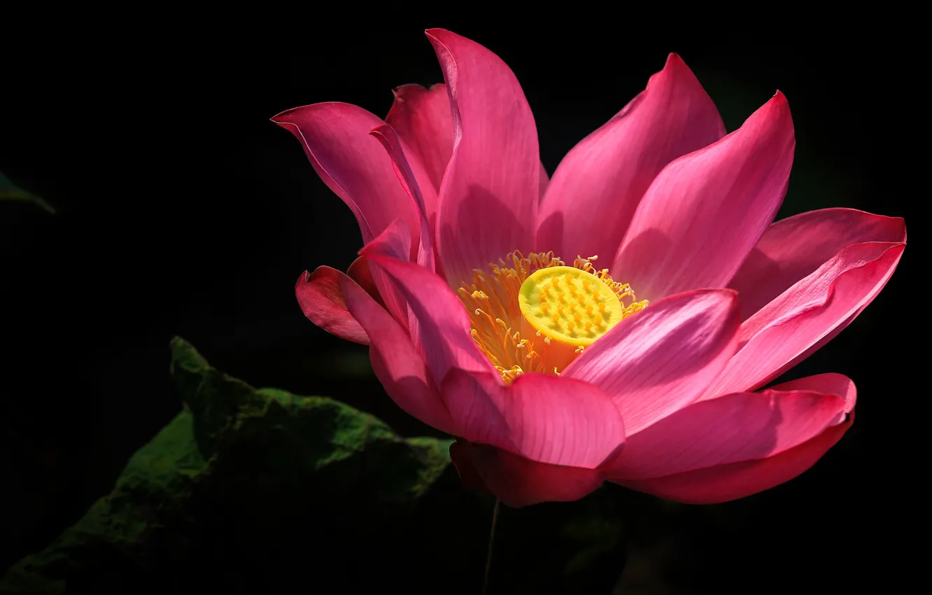 Фото обои цветок, макро, свет, цветы, розовый, лепестки, бутон, лотос