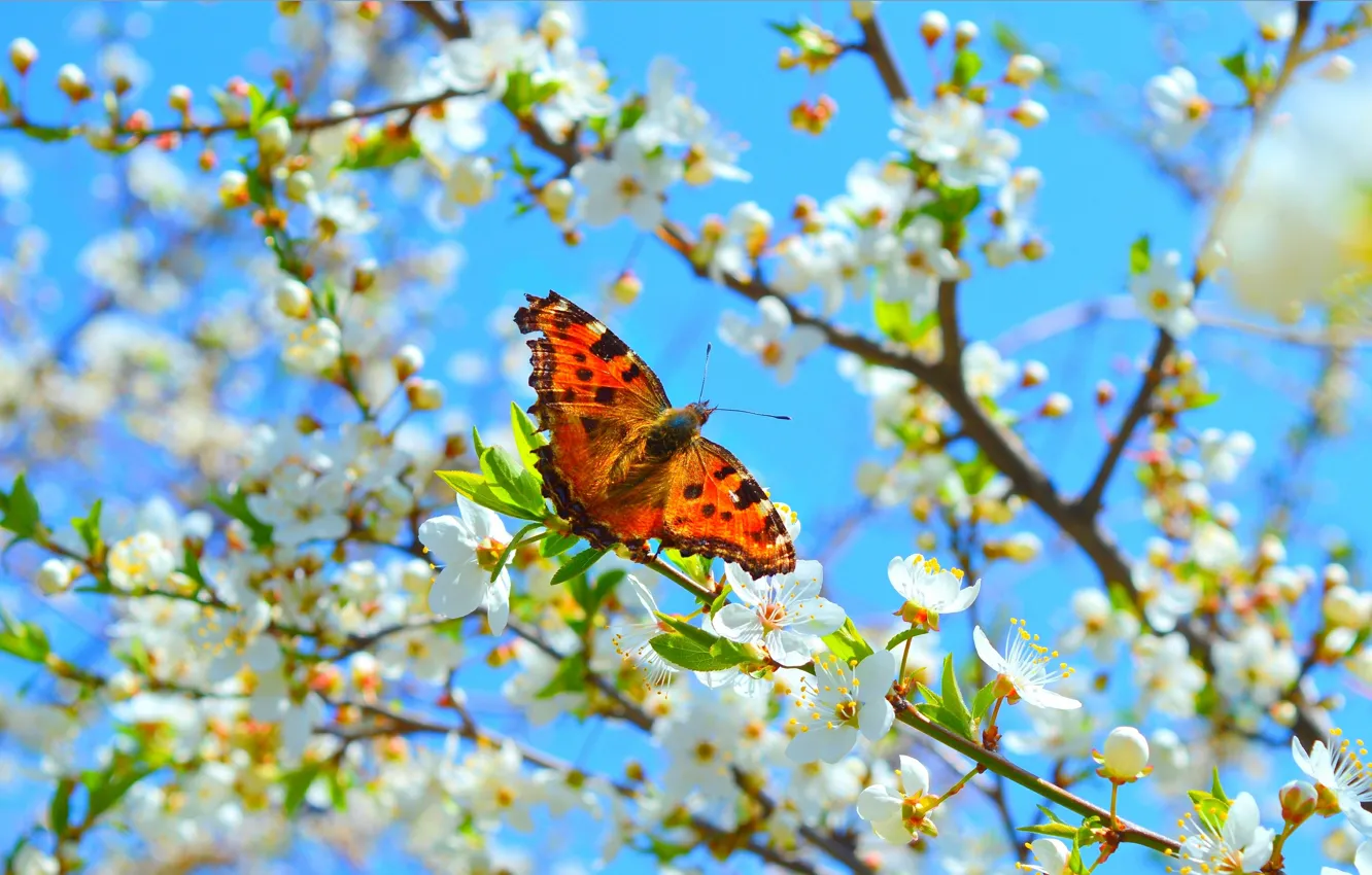 Фото обои Макро, Весна, Бабочка, Spring, Цветение, Macro, Butterfly, Flowering