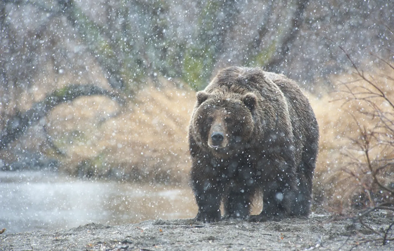 Фото обои снег, медведь, Камчатка