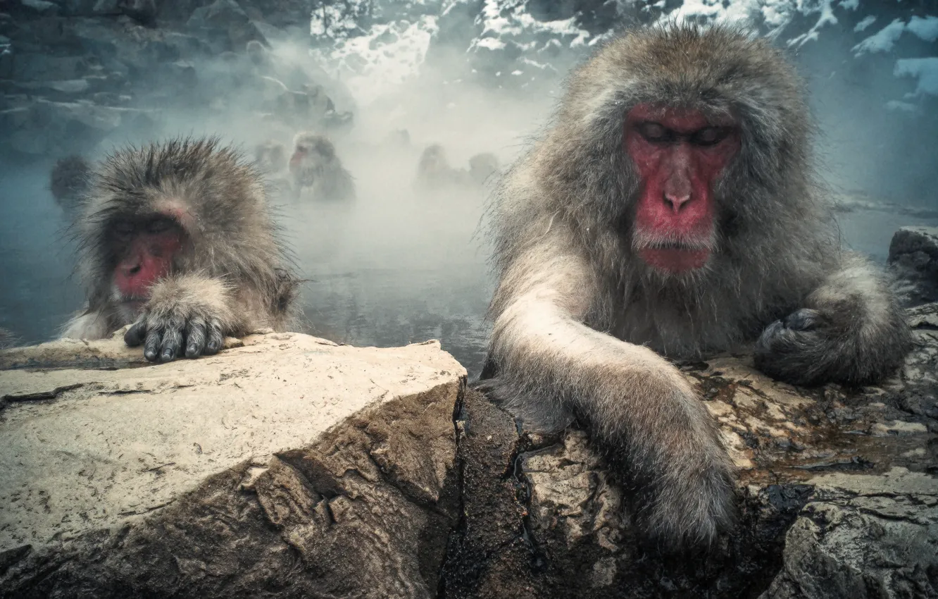 Фото обои горы, камни, шерсть, пар, обезьяны, японский макак