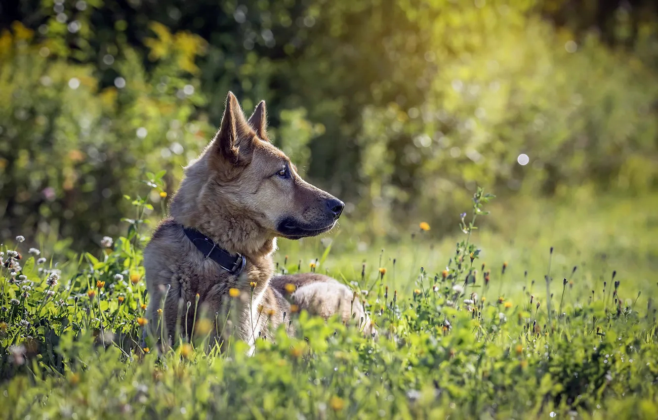 Фото обои природа, друг, собака
