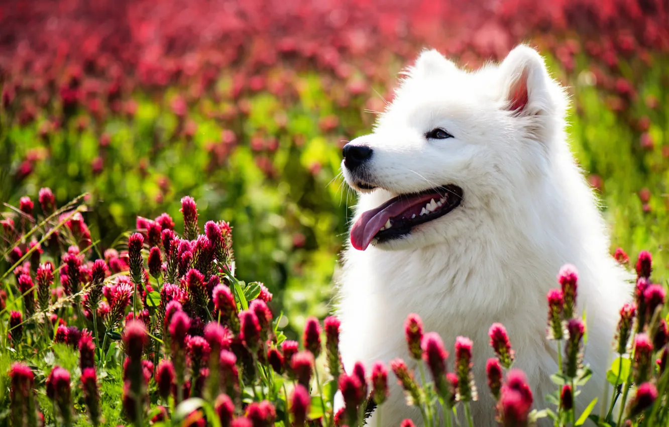 Фото обои цветы, собака, самоед