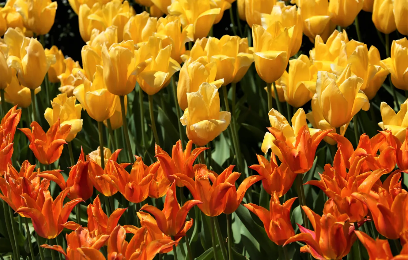 Фото обои тюльпаны, оранжевые, жёлтые