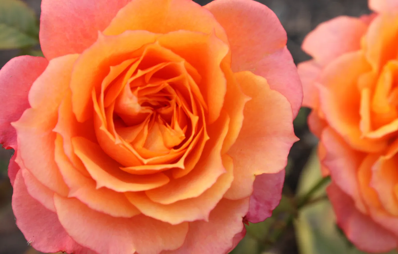 Фото обои цветы, желтый, розовый, розы