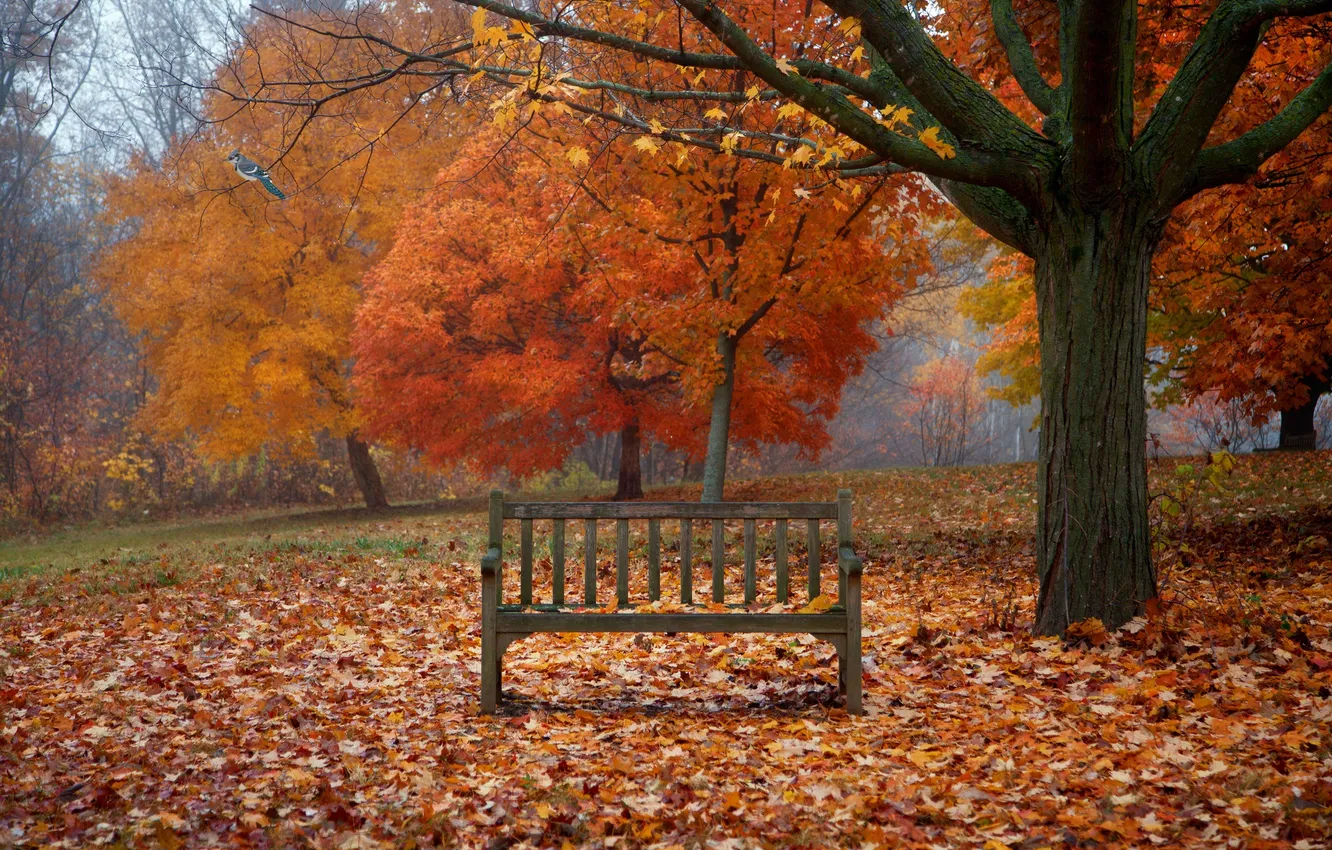 Фото обои осень, листья, деревья, ветки, туман, птица, листва, скамейки