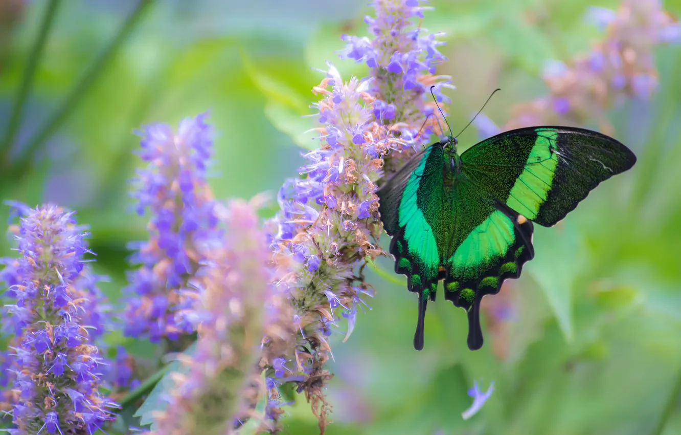Фото обои макро, цветы, бабочка