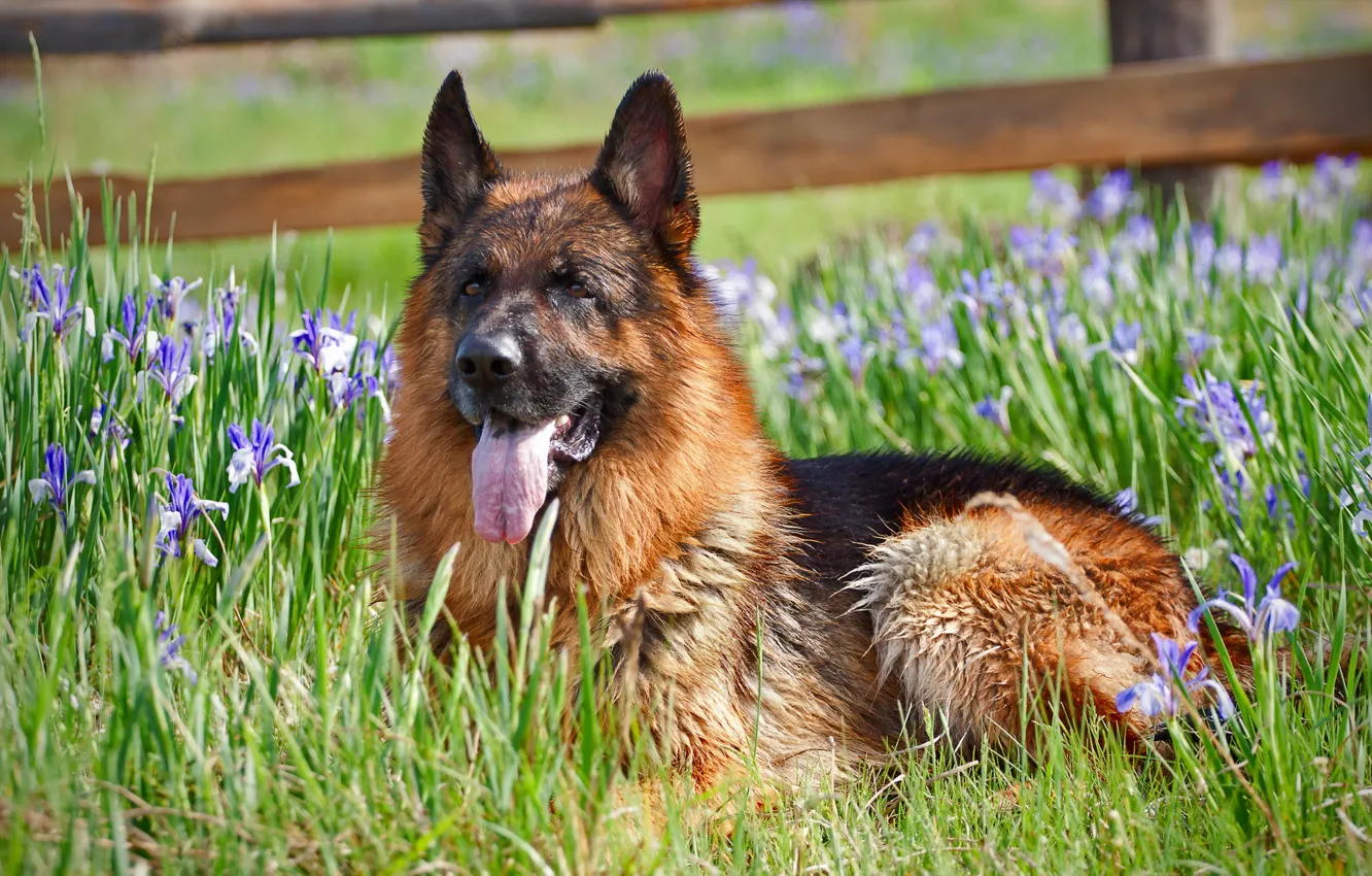 Фото обои цветы, собака, Немецкая овчарка