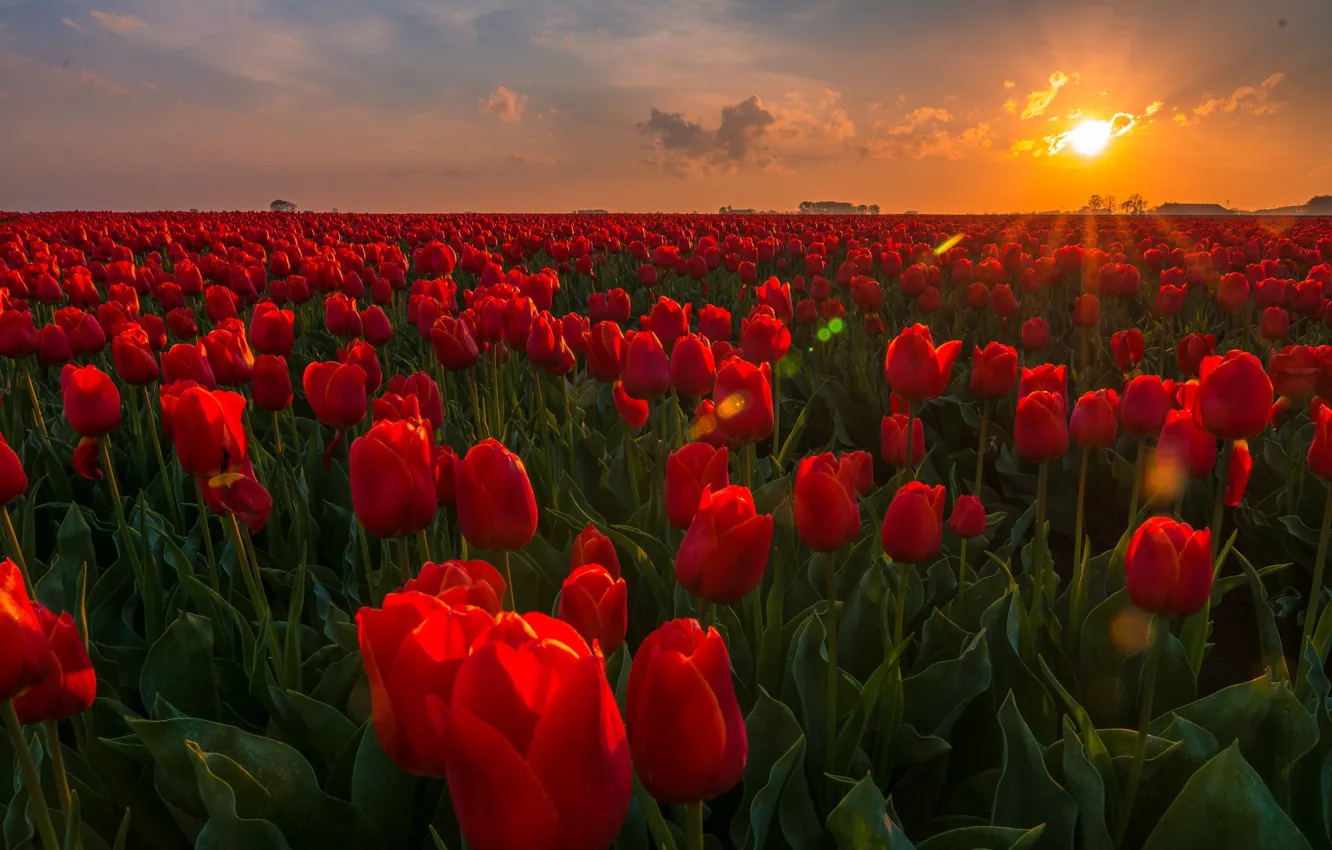 Фото обои поле, закат, цветы, тюльпаны, Нидерланды, бутоны, плантация
