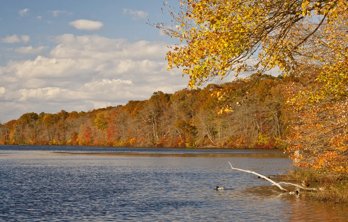 Фото обои осень, лес, небо, листья, вода, облака, деревья, река