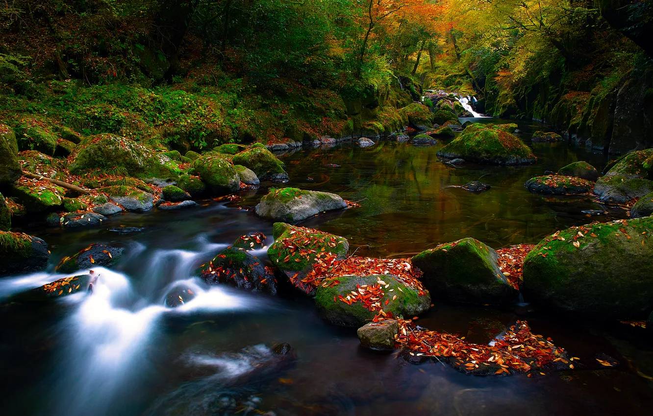 Фото обои осень, лес, природа, река, камни, листва, поток