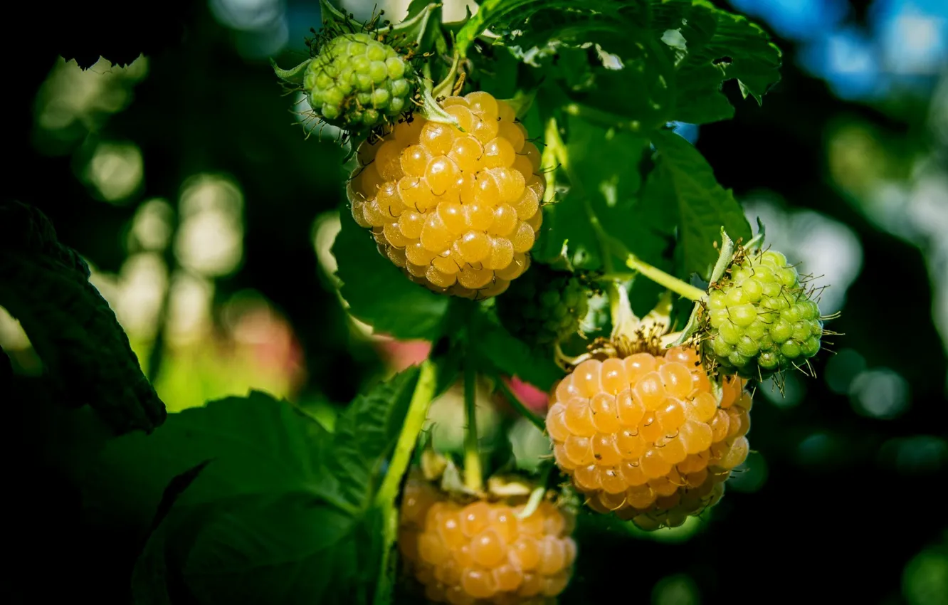 Фото обои природа, ягоды, малина, nature, berries, raspberries