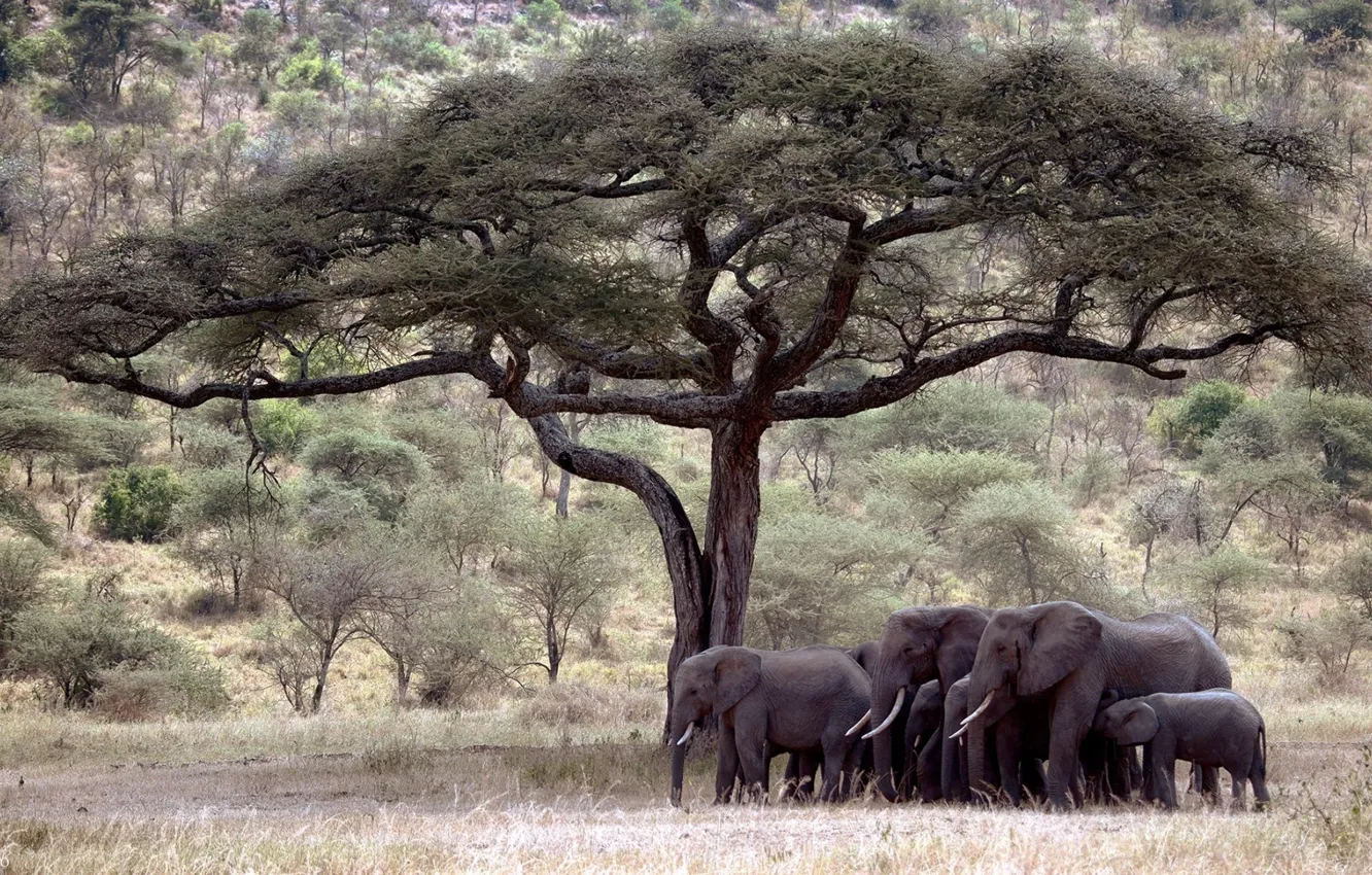 Фото обои Tree, elephants, savanna