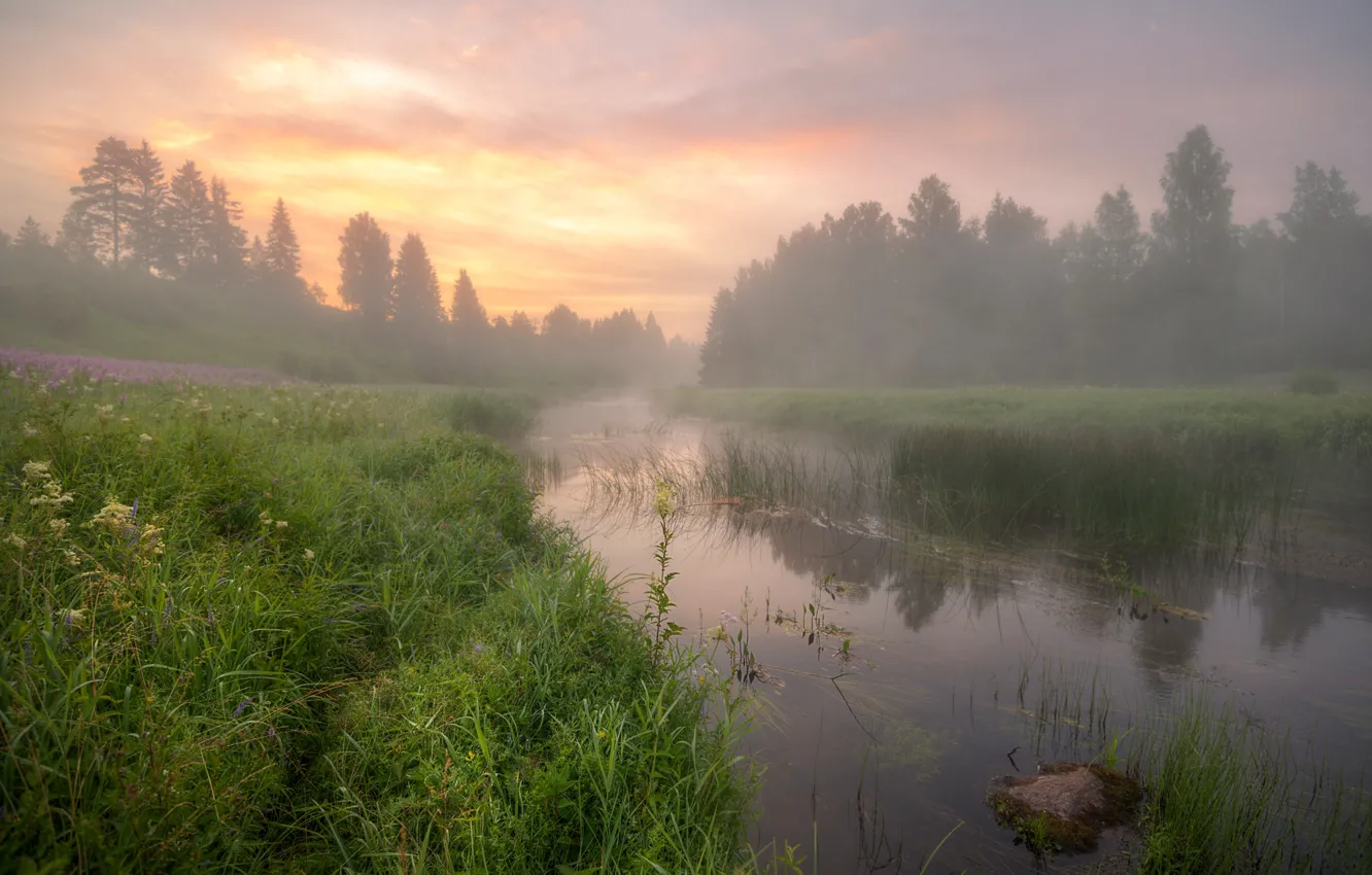 Фото обои лес, лето, трава, облака, свет, деревья, туман, озеро