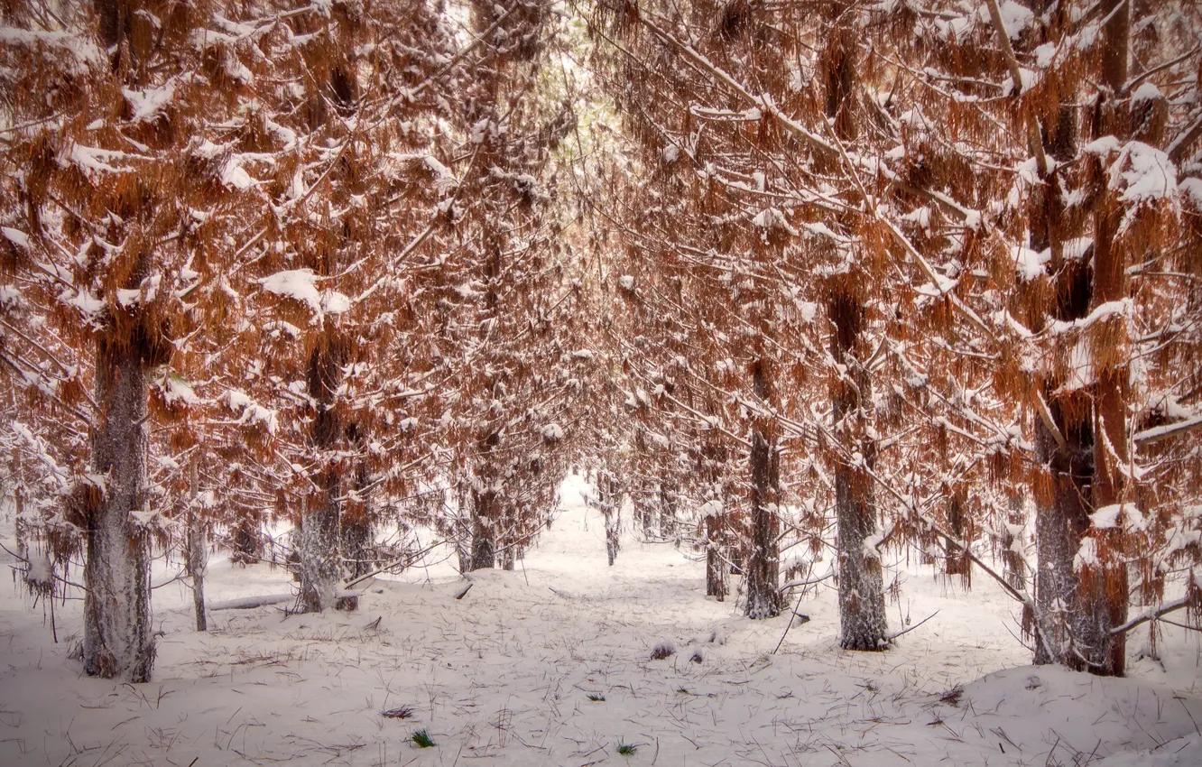 Фото обои осень, снег, деревья