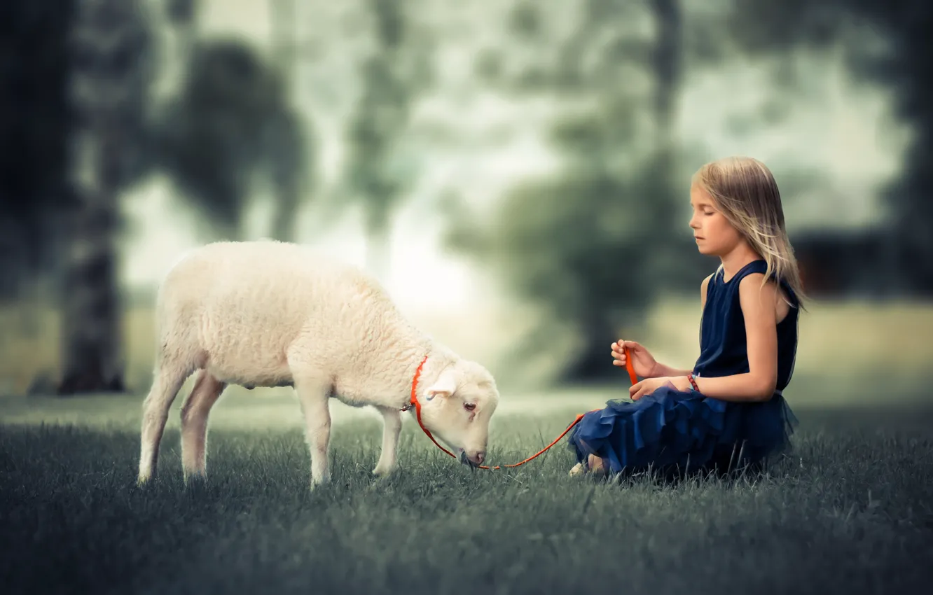 Фото обои лето, девочка, овца