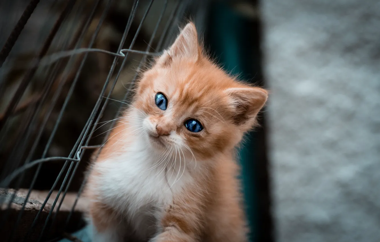 Фото обои котенок, голубые глаза, рыжий цвет, Fabio Grandis