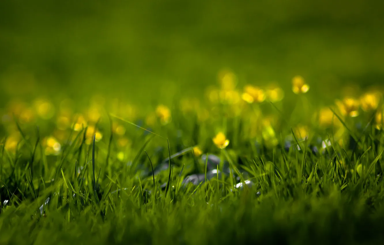 Фото обои зелень, лето, трава, цветы, свежесть, природа, весна, травка