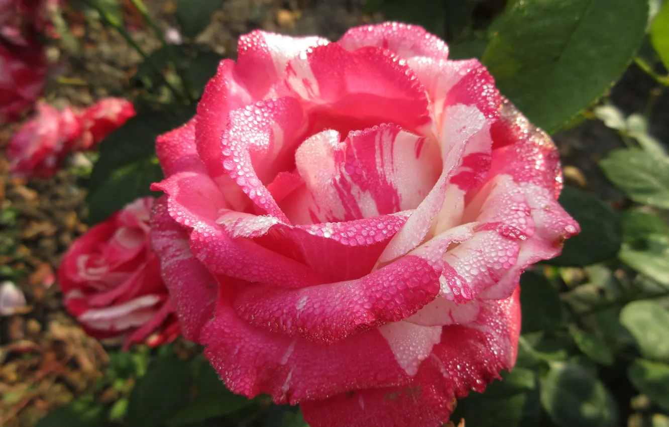 Фото обои розовая, роза, лепестки, рябая, mamala ©