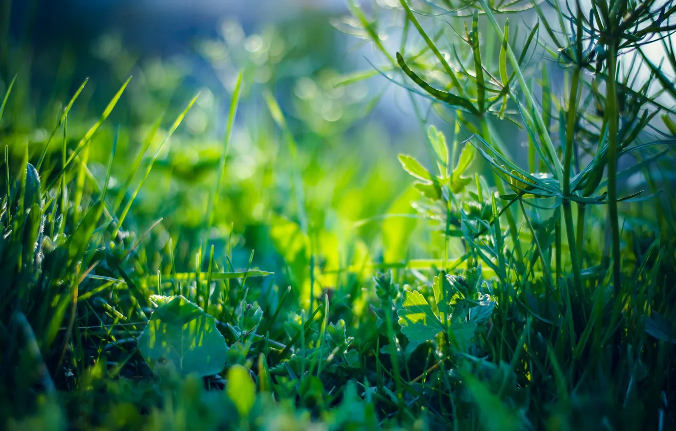 Фото обои трава, зеленый, стебли