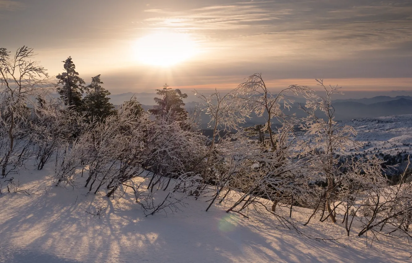 Фото обои зима, снег, восход, кусты