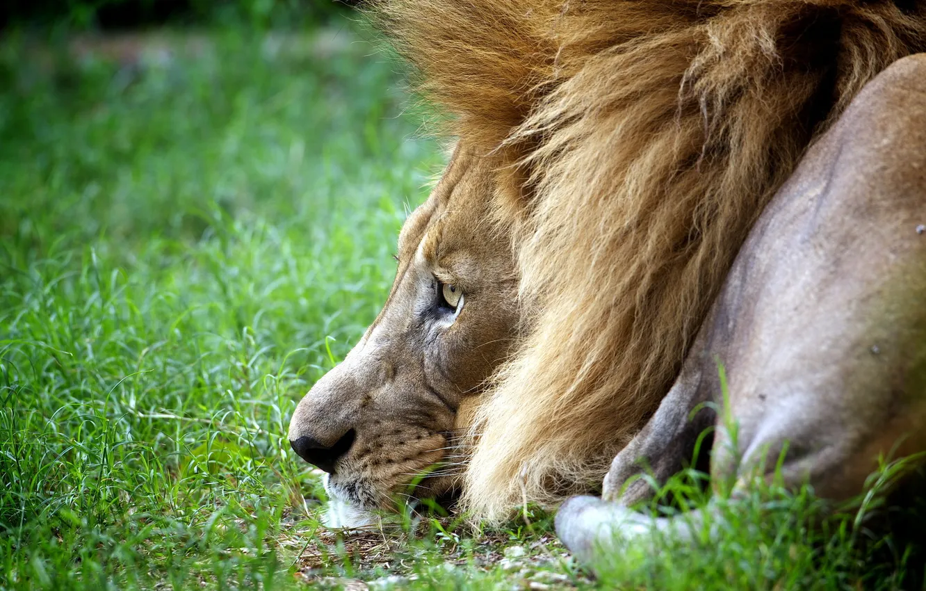 Фото обои природа, лев, царь