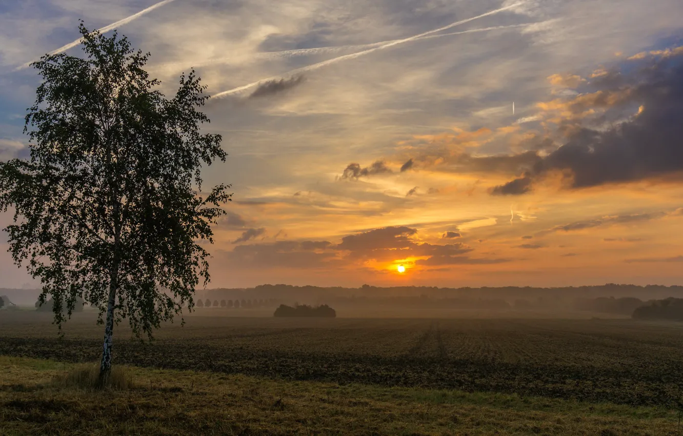 Фото обои поле, закат, берёза