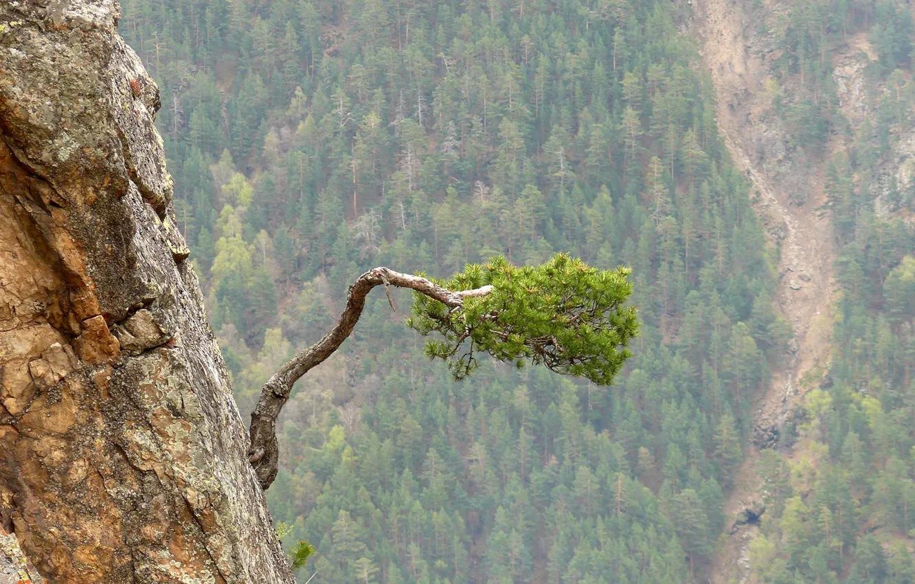 Фото обои горы, жизнь, скалы, сосна