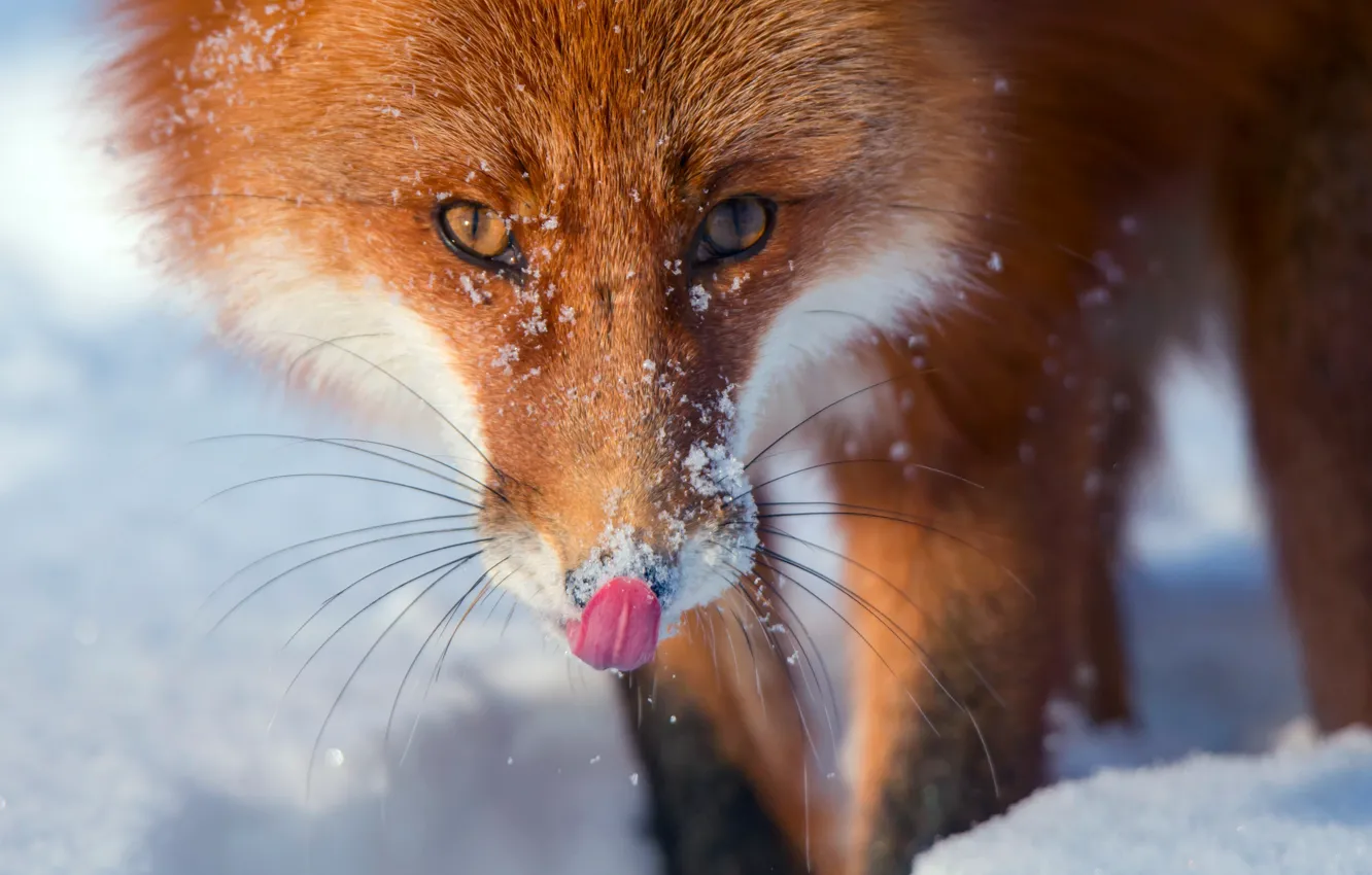 Фото обои зима, язык, снег, лиса, лис