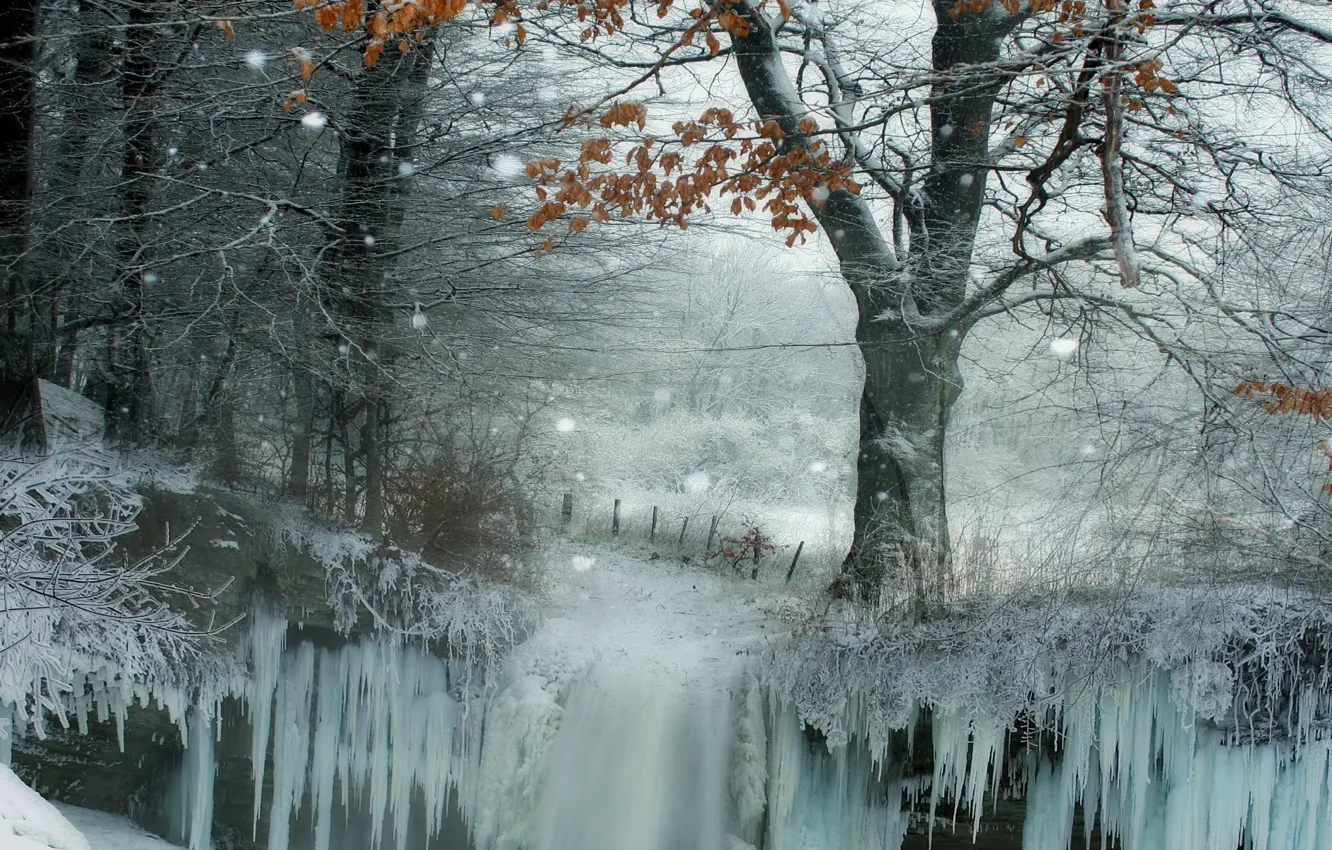 Фото обои зима, снег, деревья, лёд, Nature, trees, winter, snow