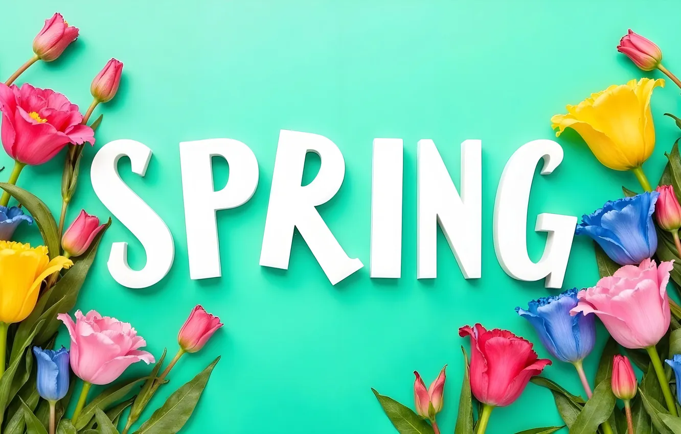 Фото обои цветы, весна, colorful, тюльпаны, blossom, flowers, tulips, spring