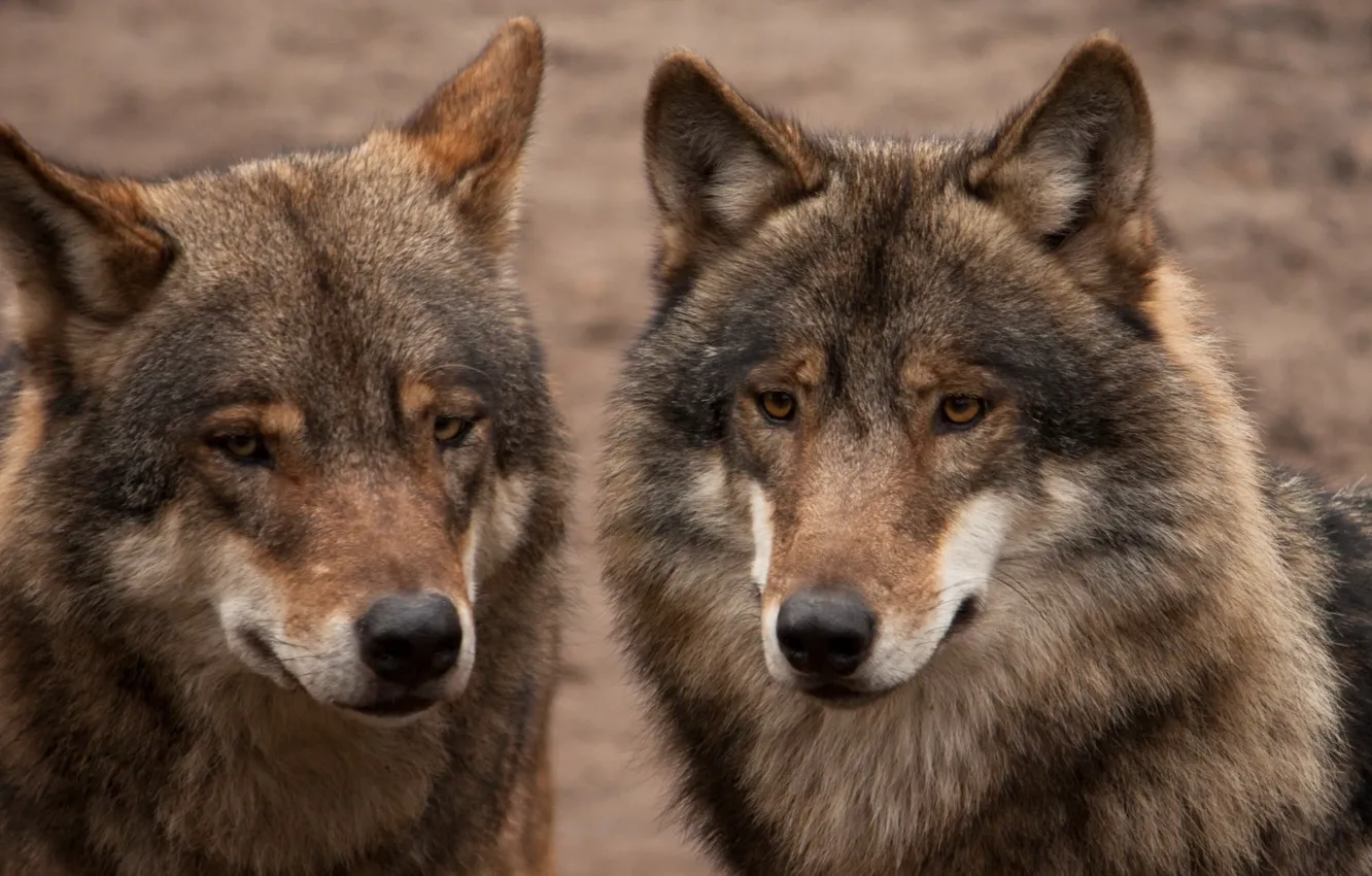 Фото обои animals, nature, predator, animal, wolf, wildlife, portrait, portrait.