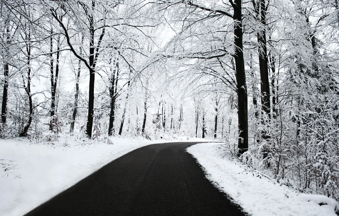 Фото обои зима, лес, асфальт, снег, чб