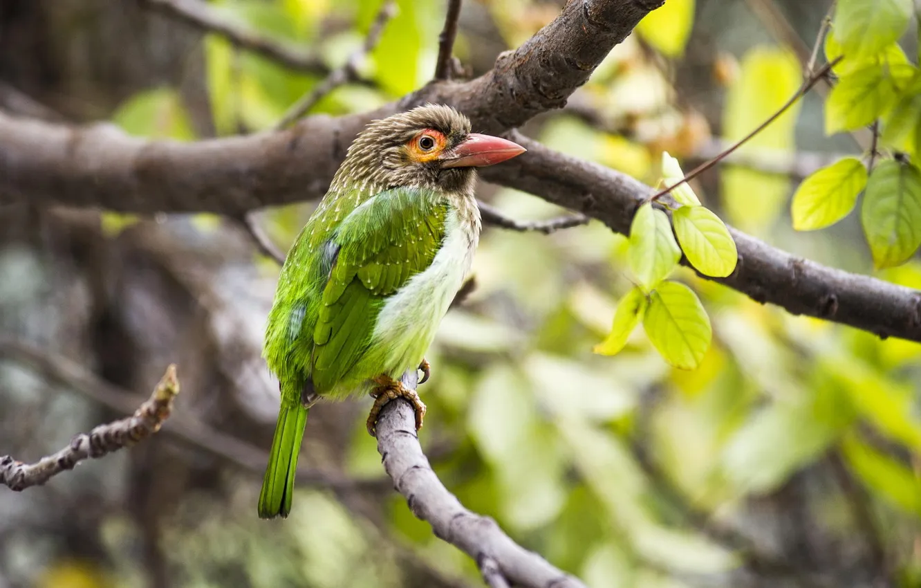 Фото обои green, bird, asia, wildlife, tropical, delhi, barbet