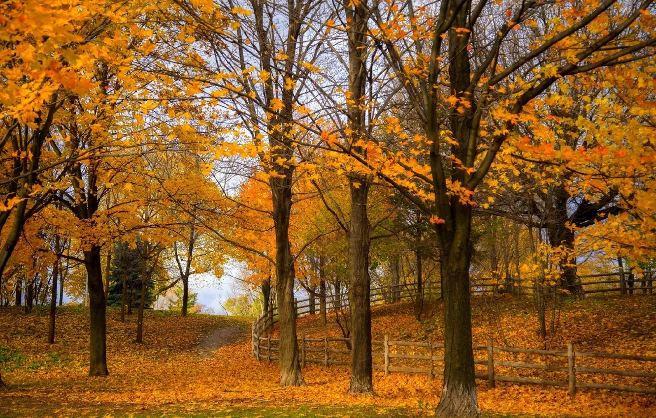 Фото обои осень, листья, деревья, природа, парк, фото, забор