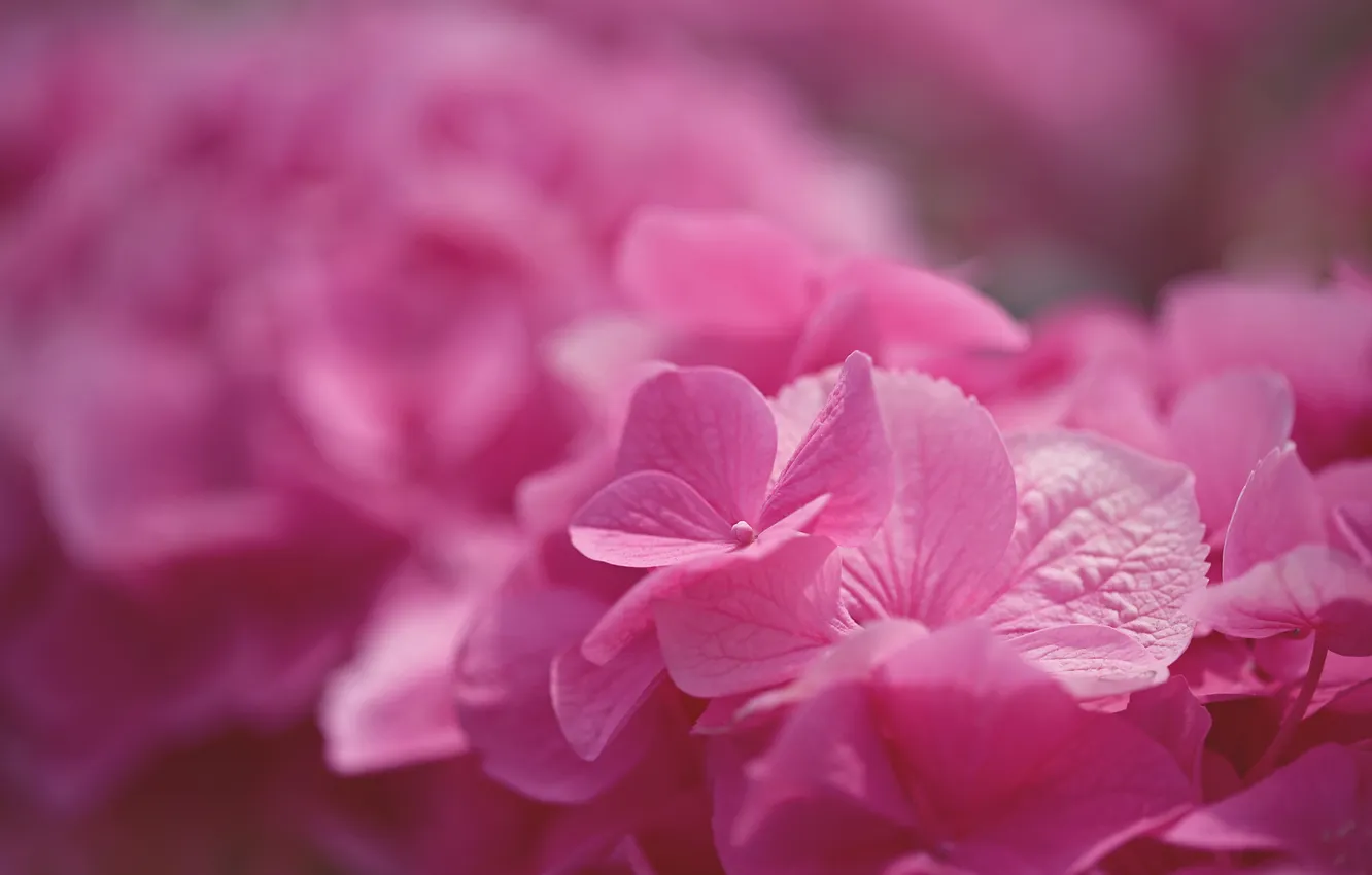 Фото обои макро, цветы, Pink Hydrangea