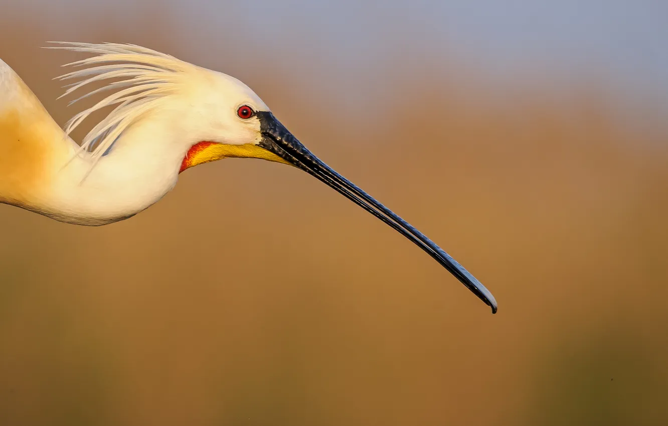 Фото обои клюв, beak, large beak, Колпица, Spoonbill, большой клюв