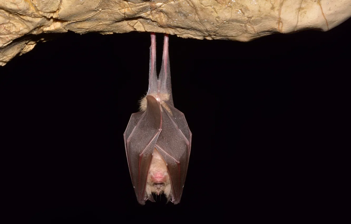 Фото обои rock, bat, sleeping