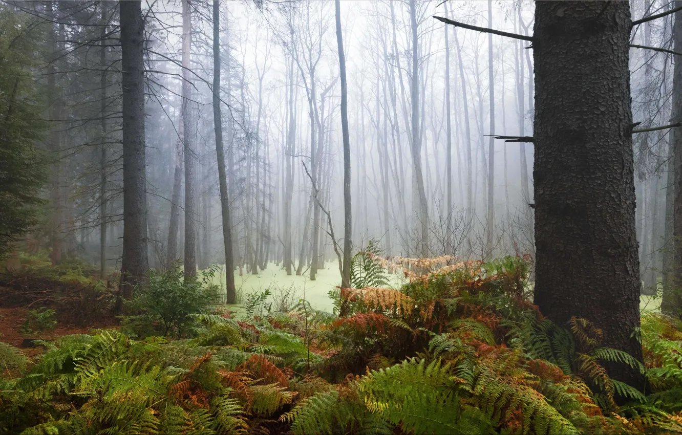 Фото обои лес, Германия, Zauberwald